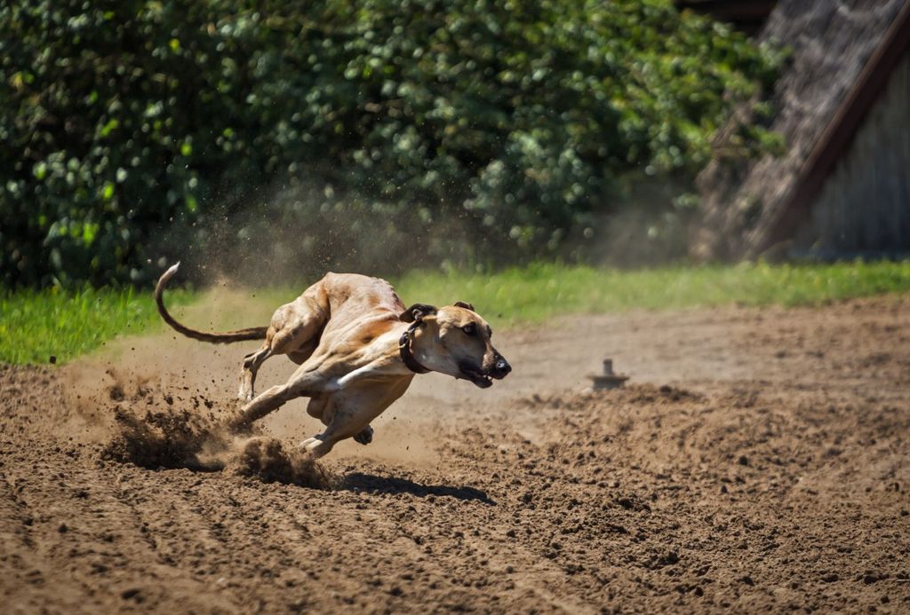 galgo-carrera
