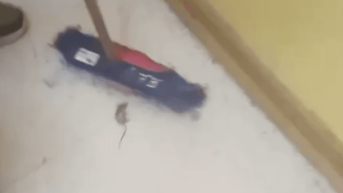 Alumnos conviven con roedores en escuela de Antofagasta Alumnos conviven con roedores en escuela de Antofagasta