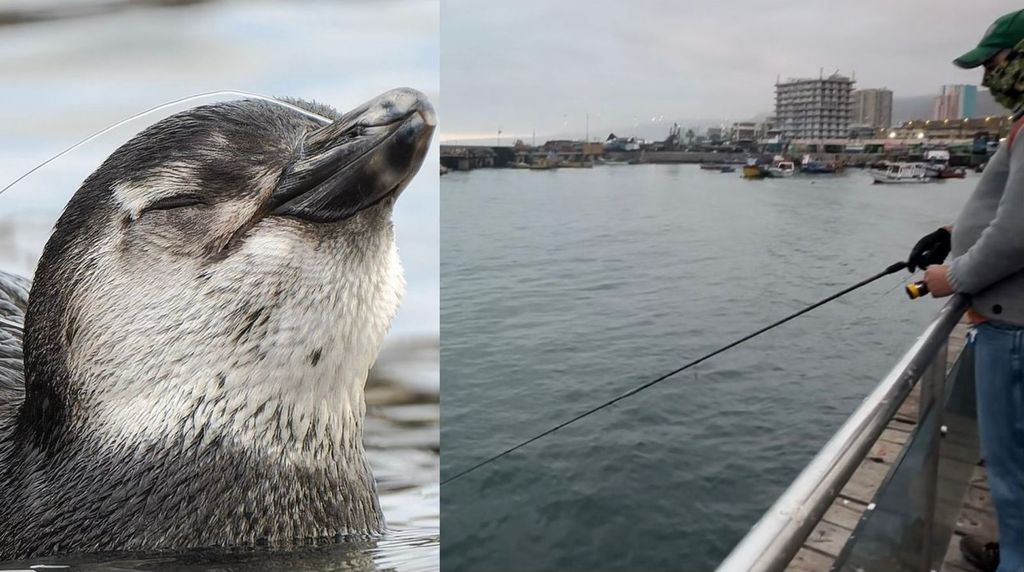 Pesca en Muelle Histórico Pesca en Muelle Histórico