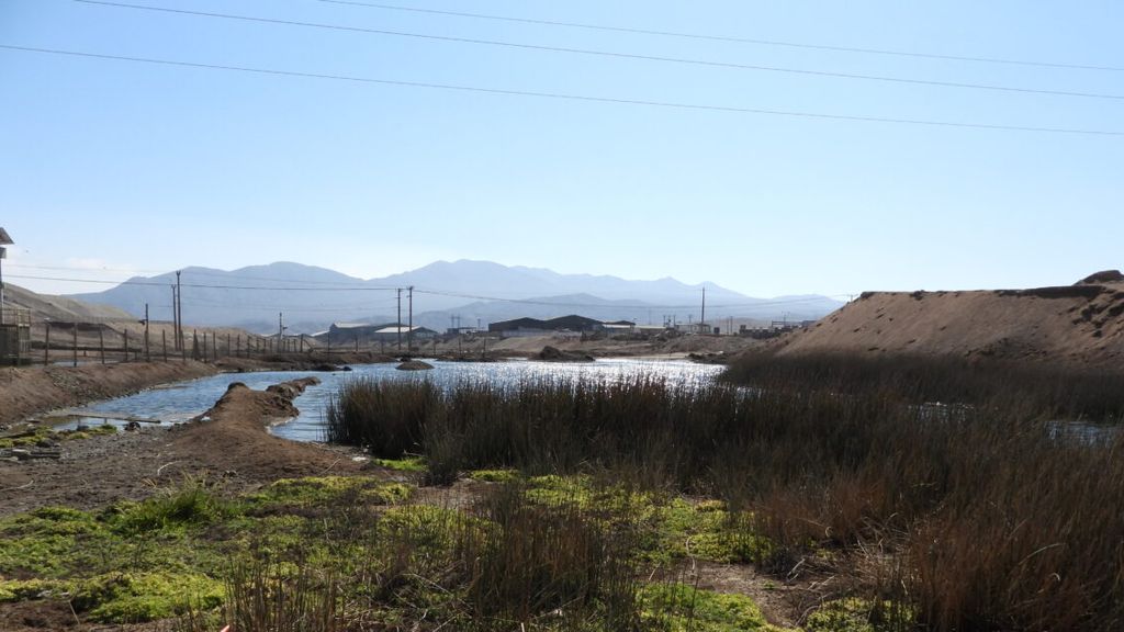 humedal carrizo humedal carrizo