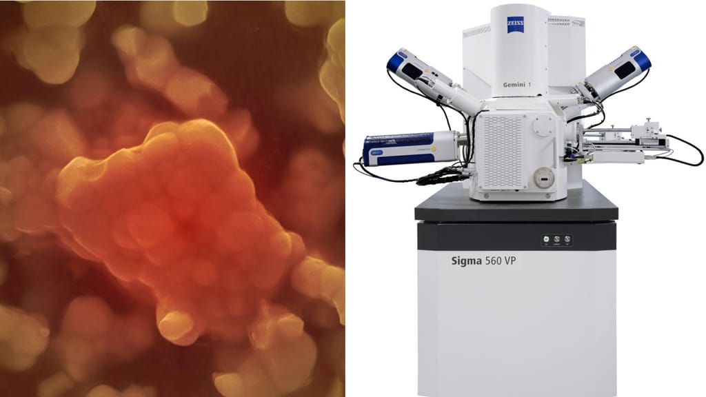 Microscopio Microscopio