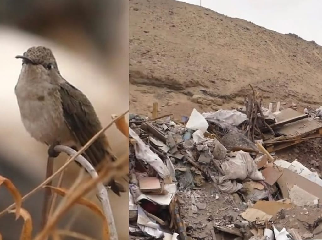 Registro picaflor Registro picaflor