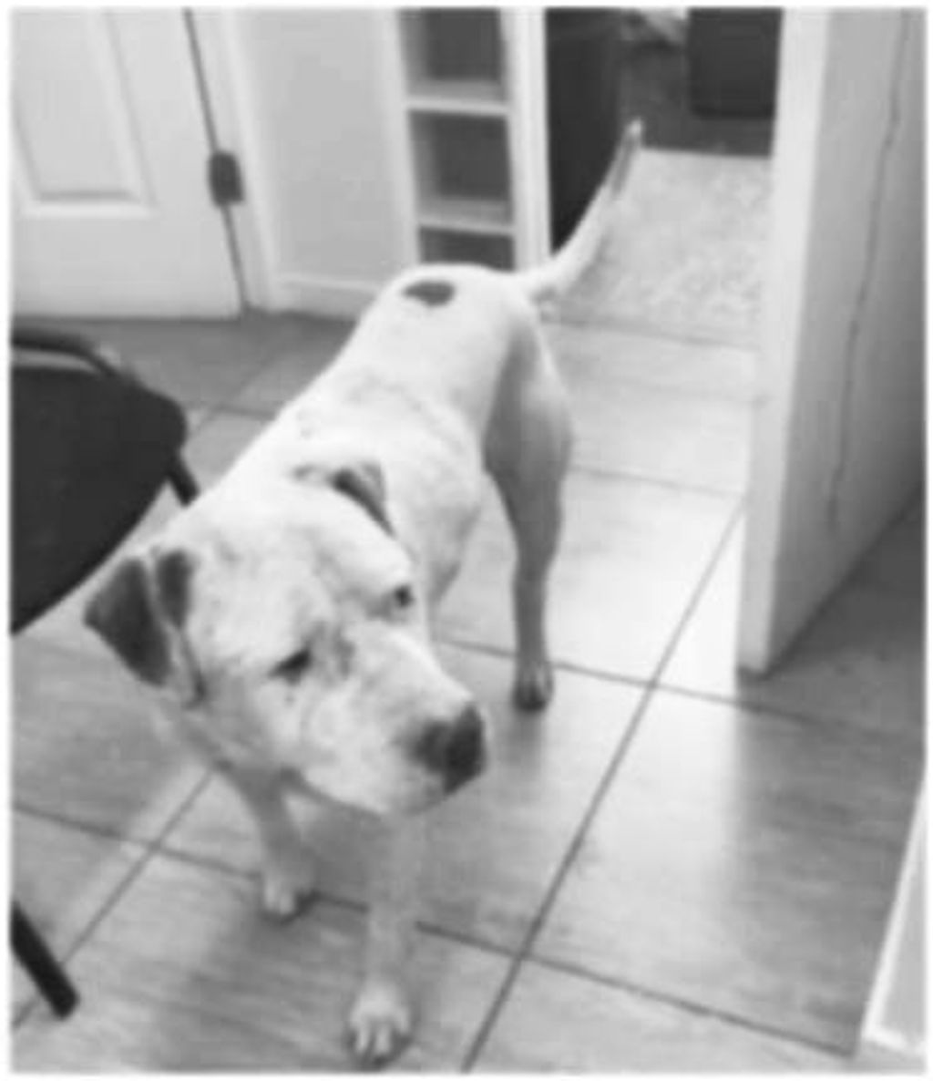 Apuñalan a perro en Calama Apuñalan a perro en Calama