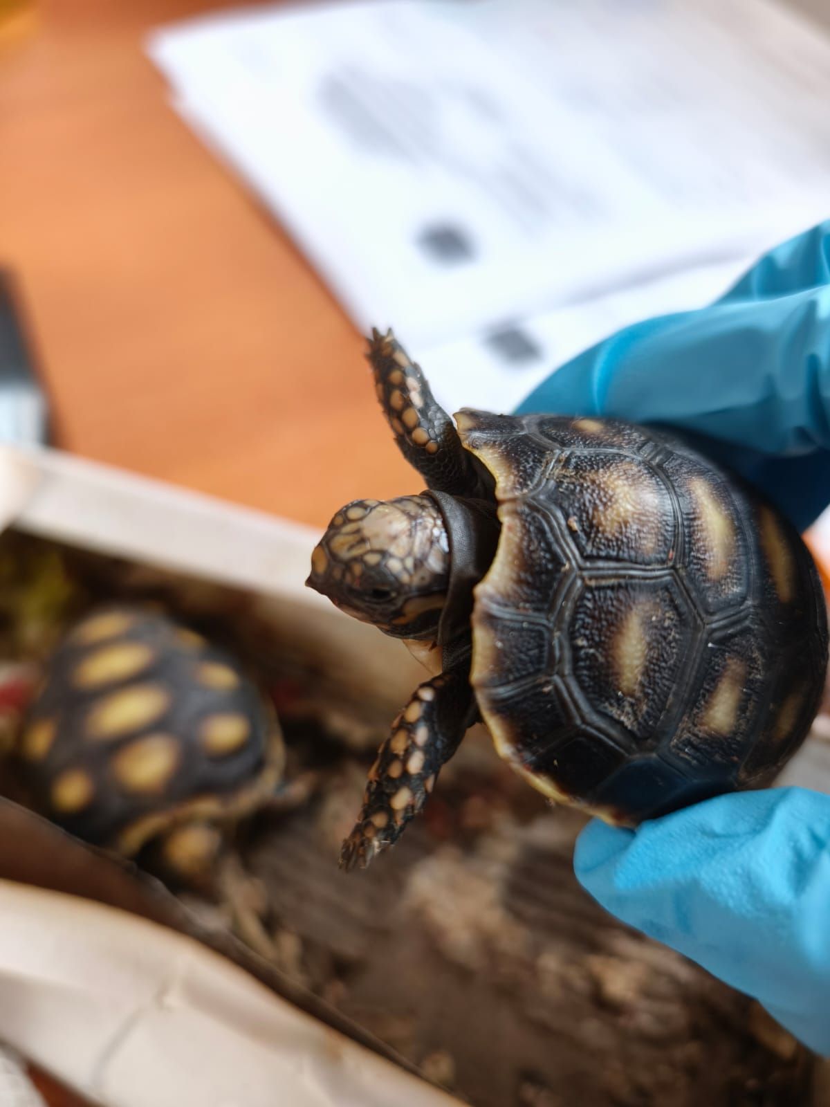 Aduanas protege tortugas terrestres en Colchane Aduanas protege tortugas terrestres en Colchane
