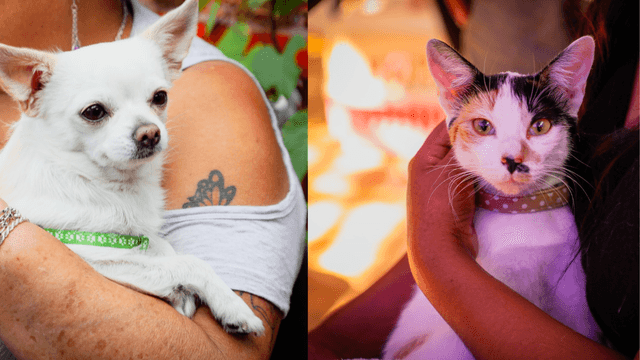 Esterilización perros y gatos Antofagasta Esterilización perros y gatos Antofagasta