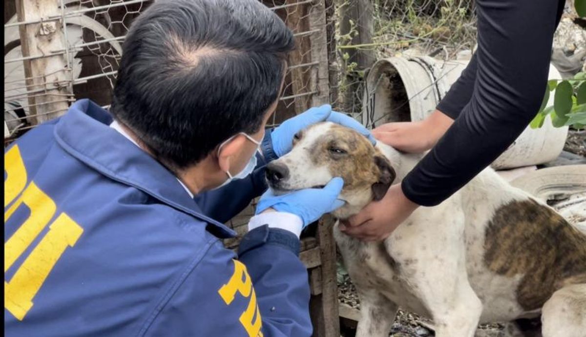 13 perros rescatados en Antofagasta por maltrato extremo 13 perros rescatados en Antofagasta por maltrato extremo
