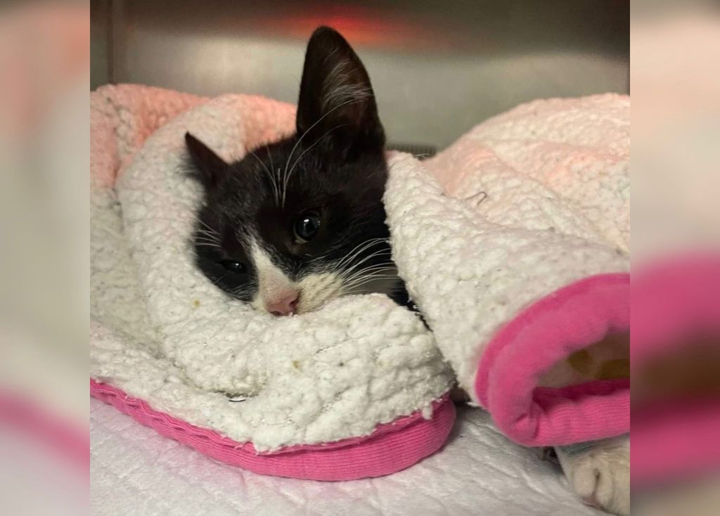 Gatita Maltratada Gatita Maltratada