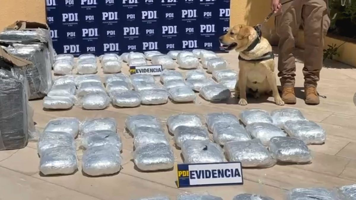 Perro de la PDI detecta cannabis en empresa de encomiendas Perro de la PDI detecta cannabis en empresa de encomiendas