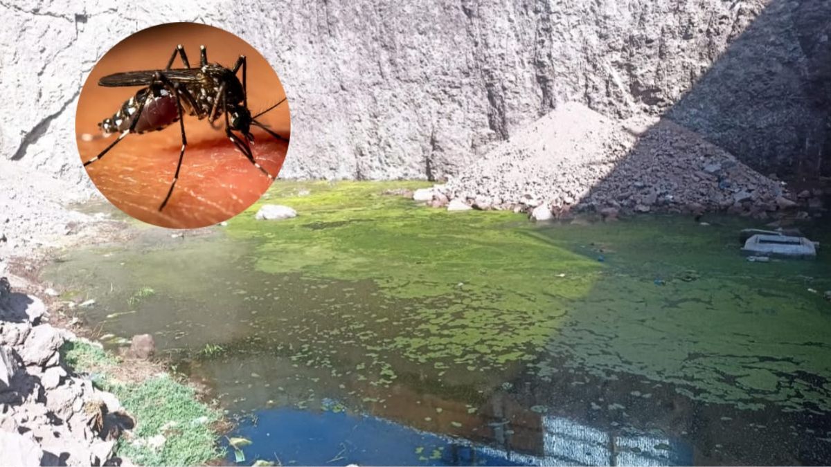 AEDES AEGYPTI Antofagasta AEDES AEGYPTI Antofagasta