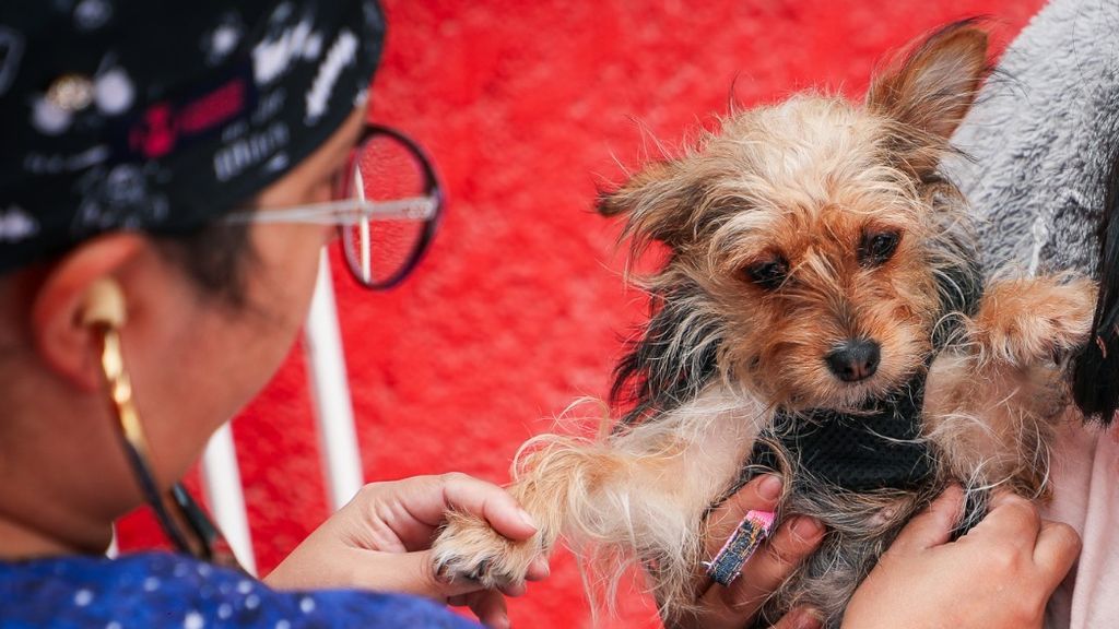 Esterilización perros y gatos Esterilización perros y gatos