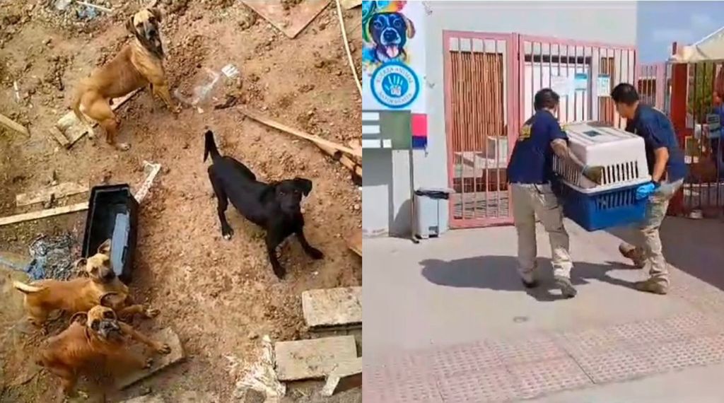 Rescate Perros Rescate Perros