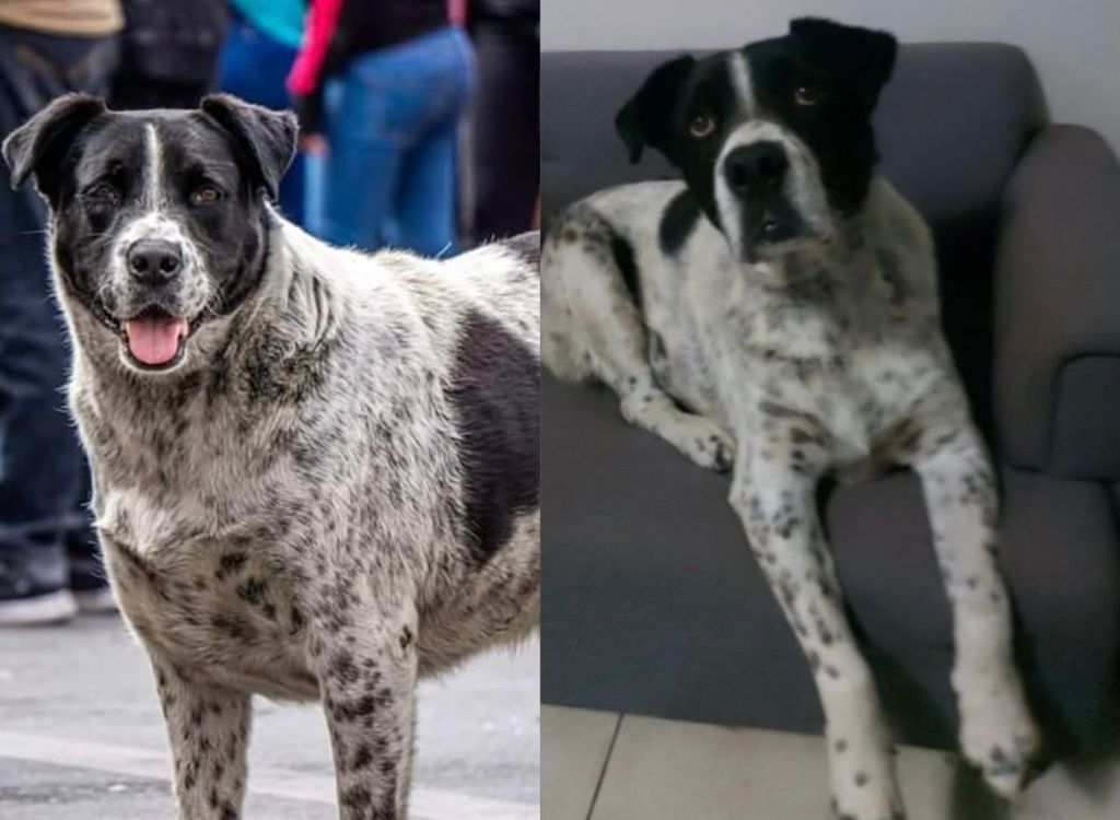 Perro Vaquita 2020 -2023 Perro Vaquita 2020 -2023