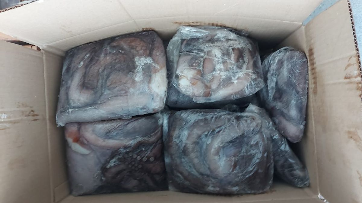 Descubren gran cantidad de pulpo ilegal en Antofagasta Descubren gran cantidad de pulpo ilegal en Antofagasta