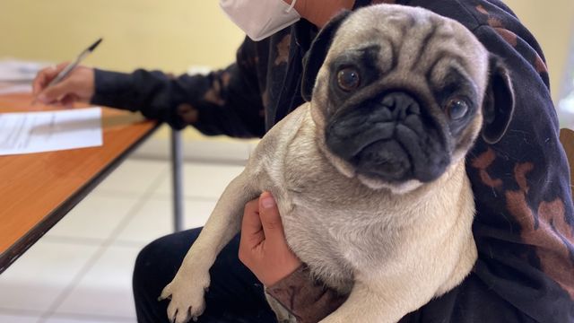 Chipeo Gratuito mascotas