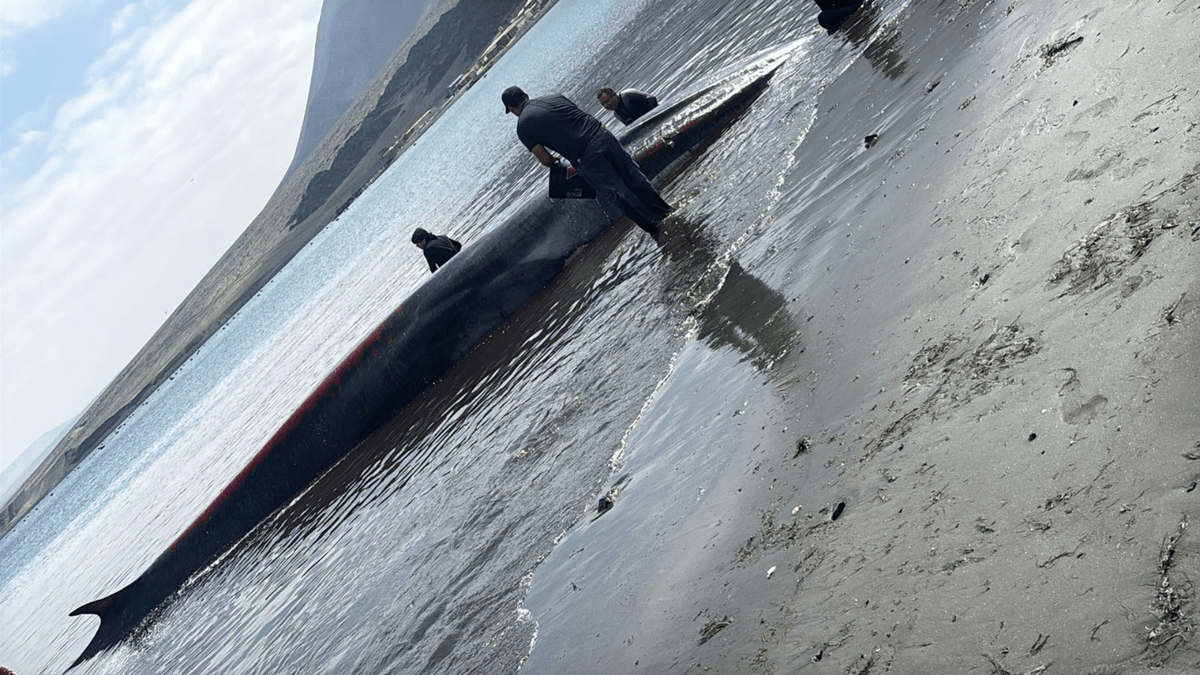 Ballena varada