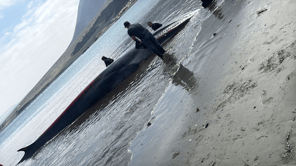 Ballena varada