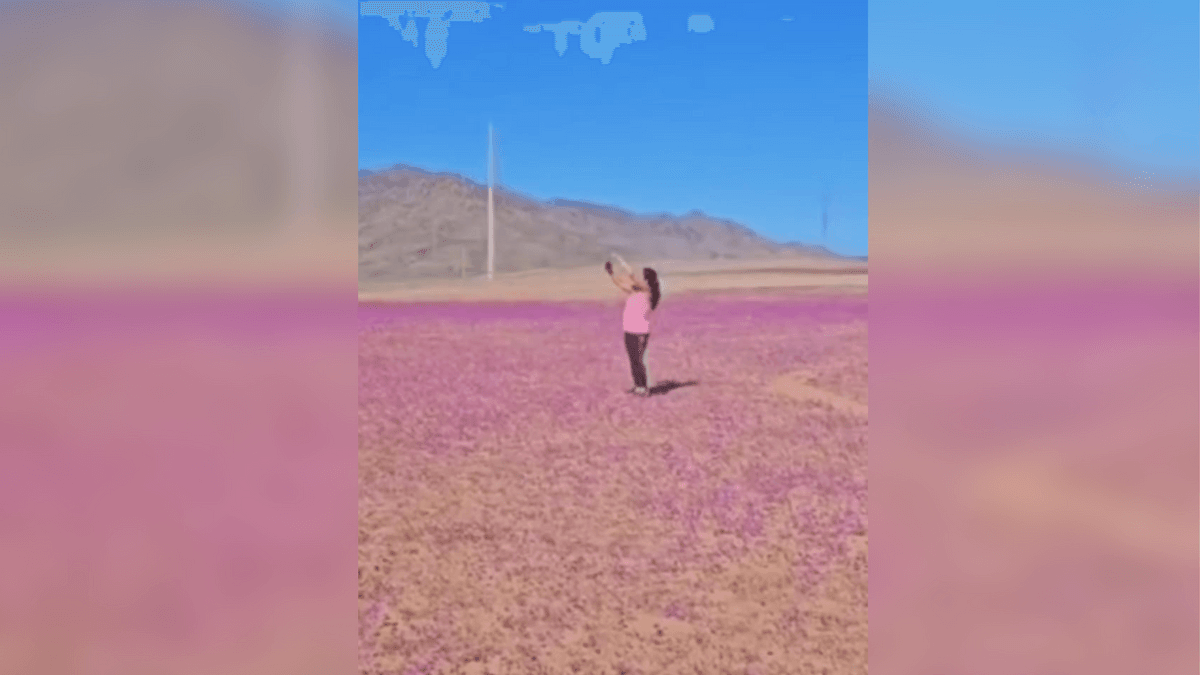 Desierto Florido Desierto Florido