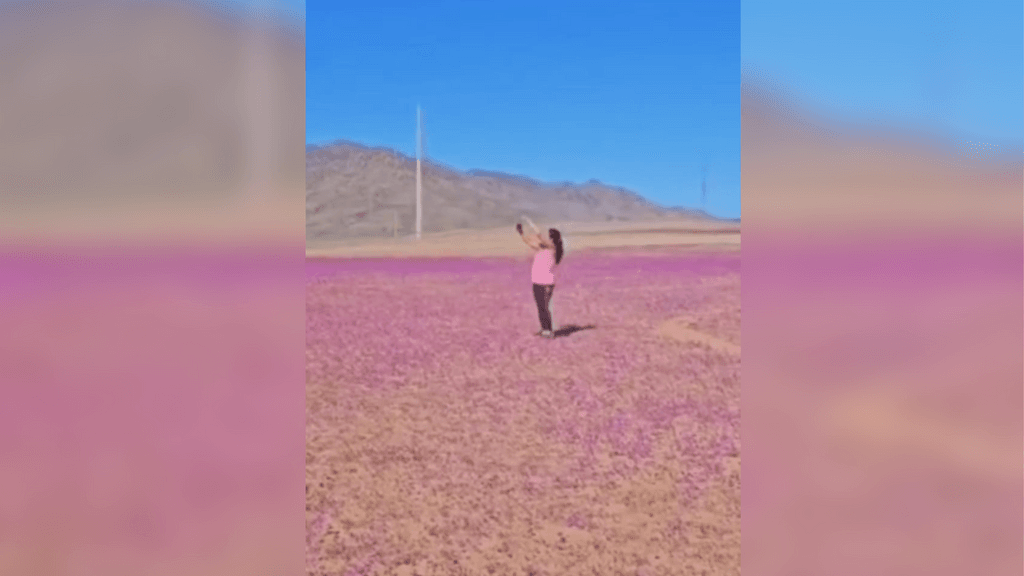 Desierto Florido Desierto Florido