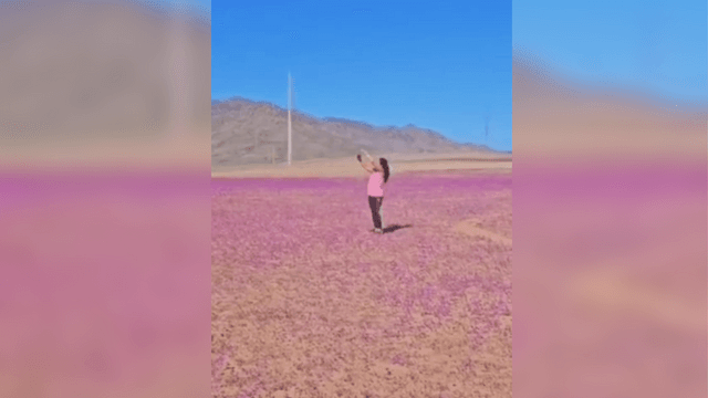 Desierto Florido Desierto Florido