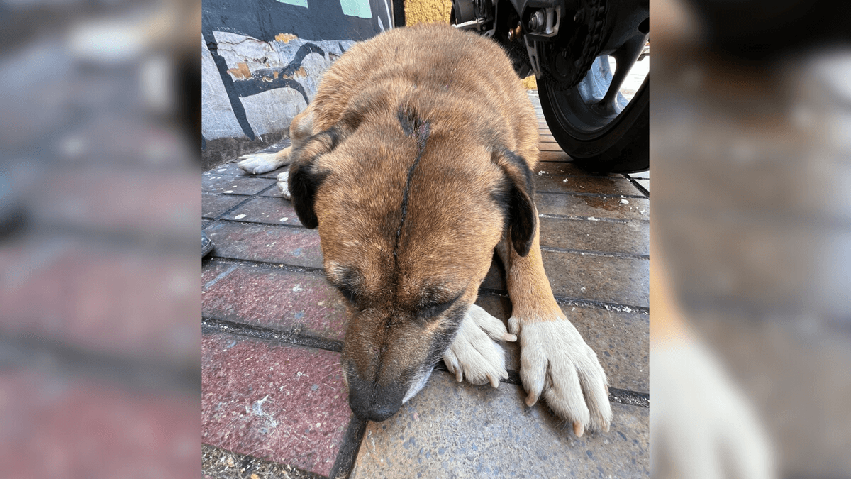 Detenido por apuñalar a perro en Antofagasta Detenido por apuñalar a perro en Antofagasta