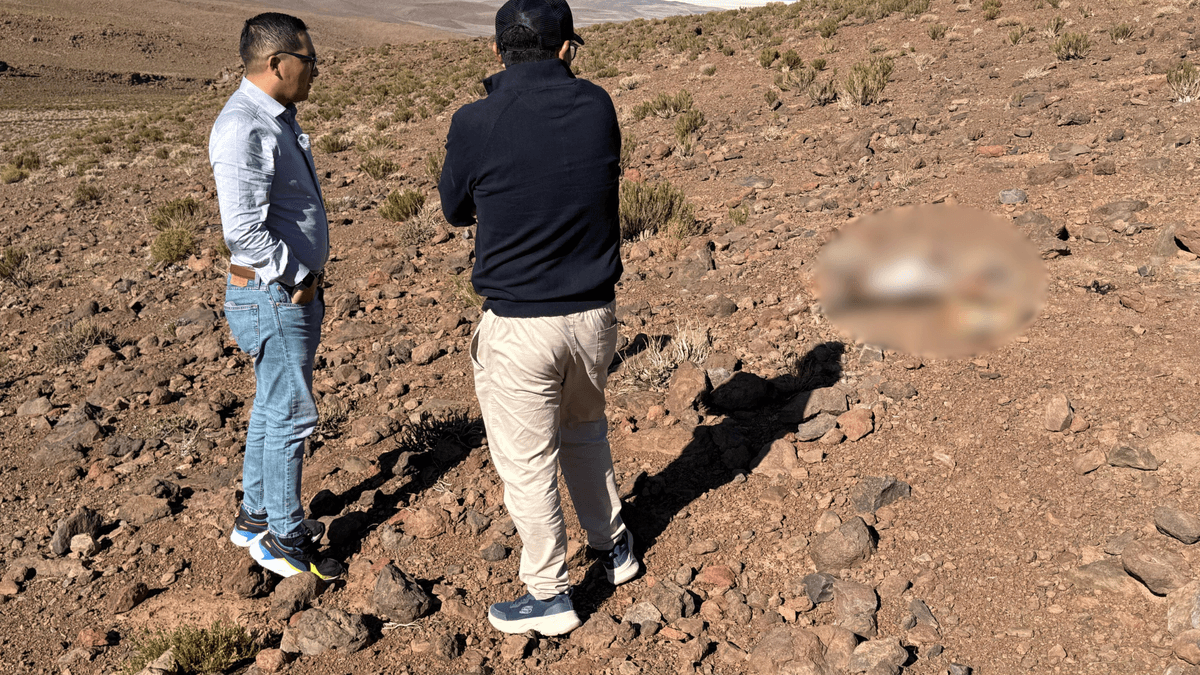 Intervención militar en Ollagüe por explotación de vicuñas Intervención militar en Ollagüe por explotación de vicuñas