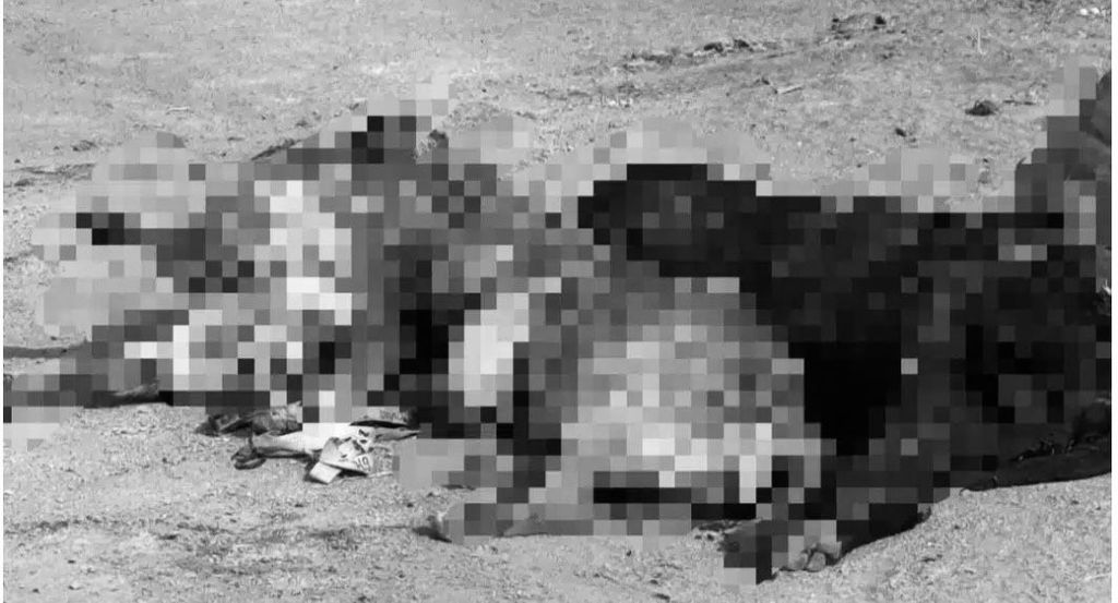 Matanza perros en Calama Matanza perros en Calama