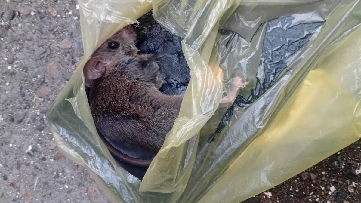 Ratones Escuela Padre Patricio Cariola Ratones Escuela Padre Patricio Cariola