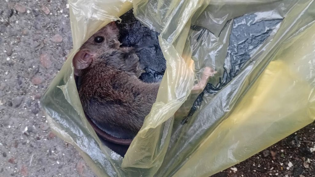 Ratones Escuela Padre Patricio Cariola Ratones Escuela Padre Patricio Cariola