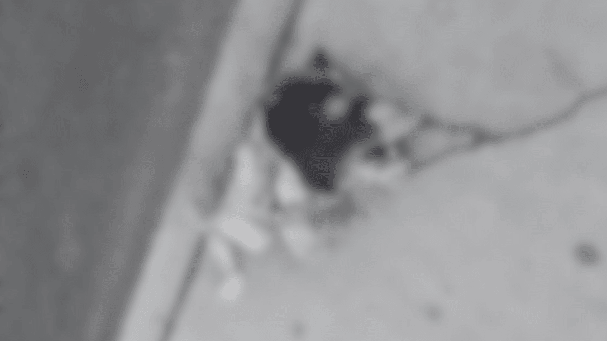 Diputado exige investigación por animales descuartizados en Calama Diputado exige investigación por animales descuartizados en Calama