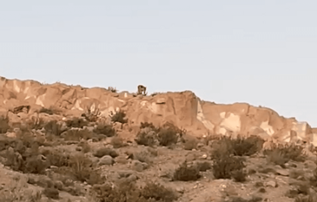 Avistamiento de puma Avistamiento de puma