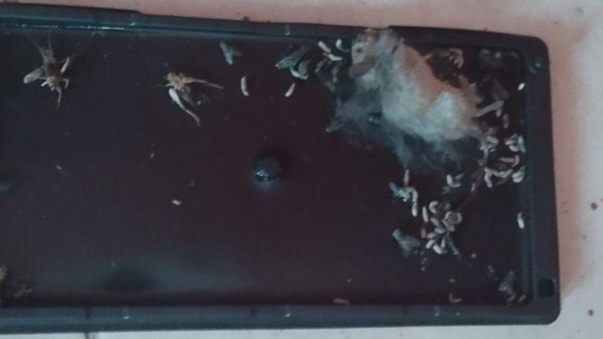 Escuela Las Américas Ratones Escuela Las Américas Ratones