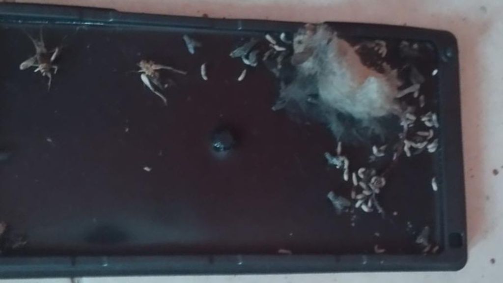 Escuela Las Américas Ratones