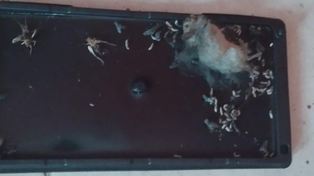 Escuela Las Américas Ratones