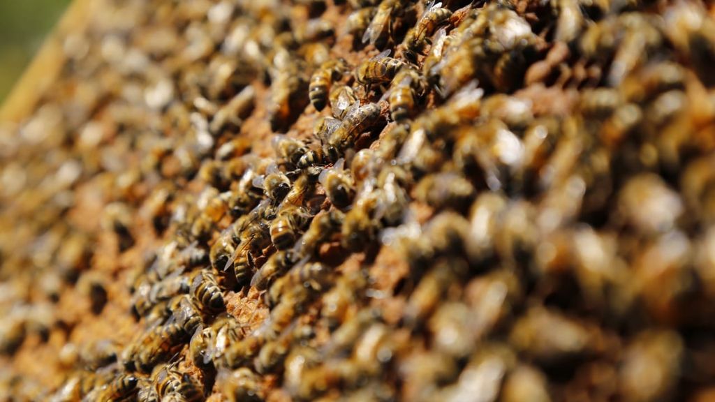 abejas SAG abejas SAG