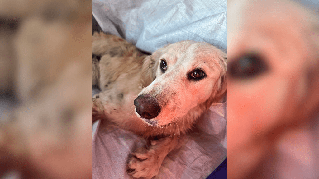 Maltrato animal, Tocopilla Maltrato animal, Tocopilla