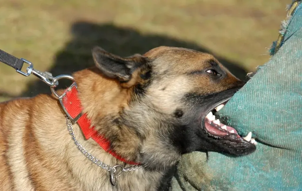 Mordedura de Perro