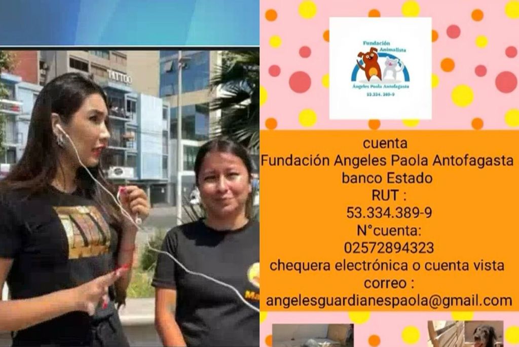 Campaña Solidaria Animalistas Campaña Solidaria Animalistas