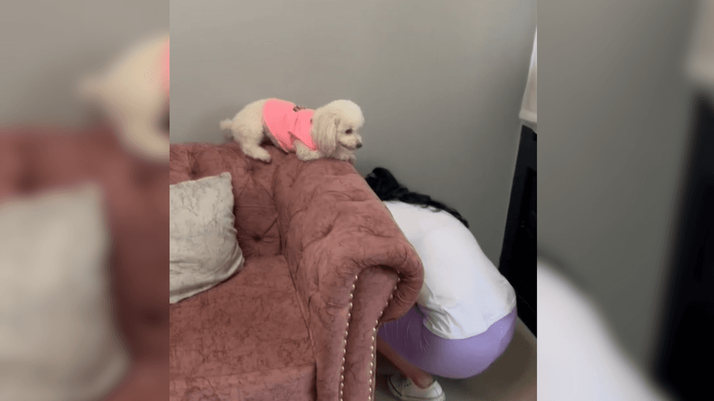 Perrita juega a las escondidas con sus dueños Perrita juega a las escondidas con sus dueños