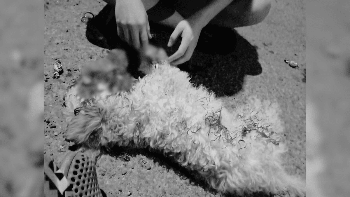 Diputado Videla y alcalde de Calama exigen justicia por maltrato animal Diputado Videla y alcalde de Calama exigen justicia por maltrato animal