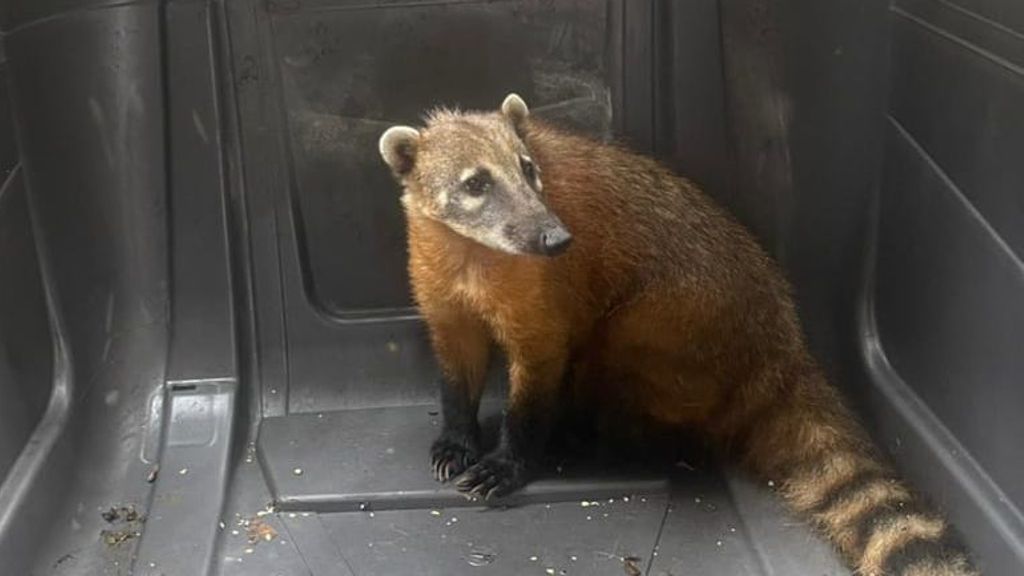 Coatí Coatí