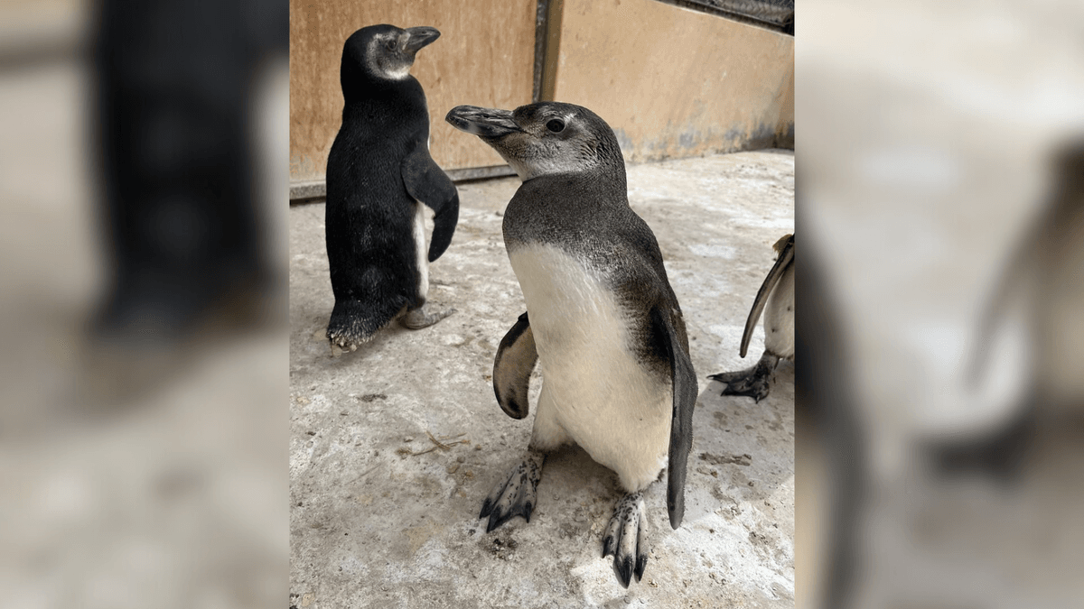 Sernapesca traslada pingüinos magallánicos para su rehabilitación Sernapesca traslada pingüinos magallánicos para su rehabilitación