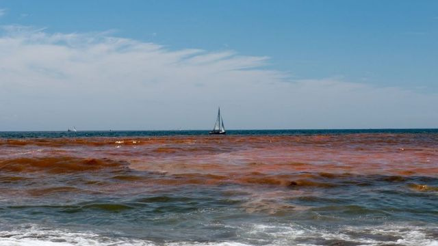 Marea Roja Marea Roja