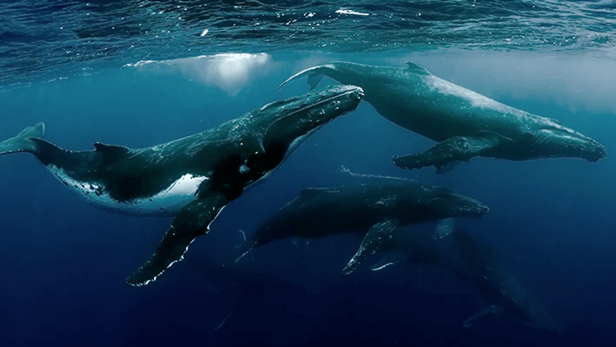 Sanciones por acercarse demasiado a cetáceos en Chile Sanciones por acercarse demasiado a cetáceos en Chile