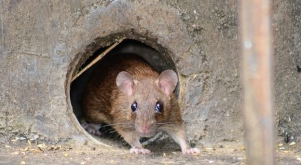 Ratón Construcciones Ratón Construcciones