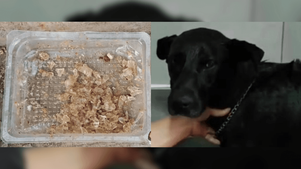 vidrios perrito comunitario vidrios perrito comunitario