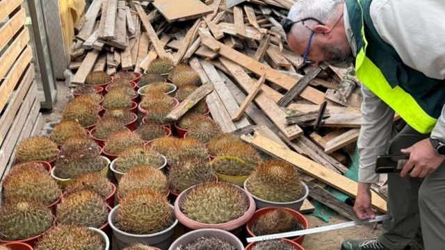 cactaceas decomiso Conaf