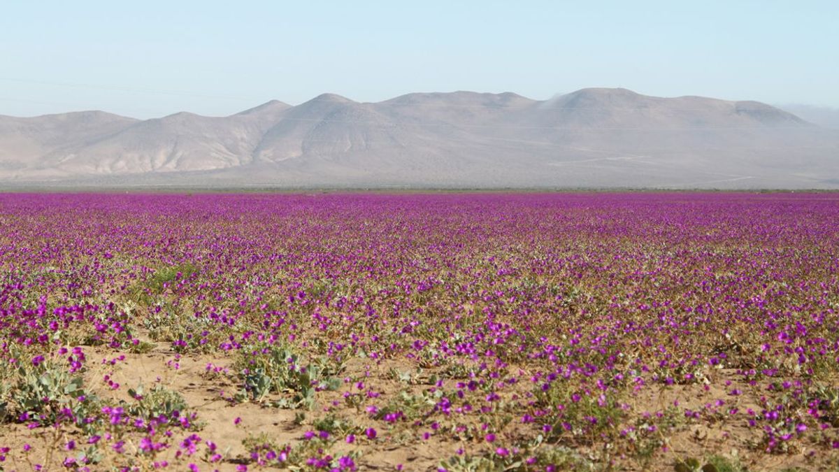 Desierto Florido Desierto Florido
