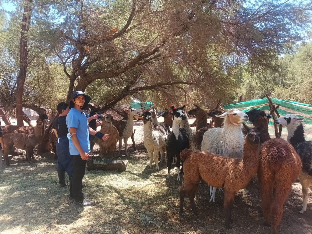 Camélidos en San Pedro de Atacama Camélidos en San Pedro de Atacama