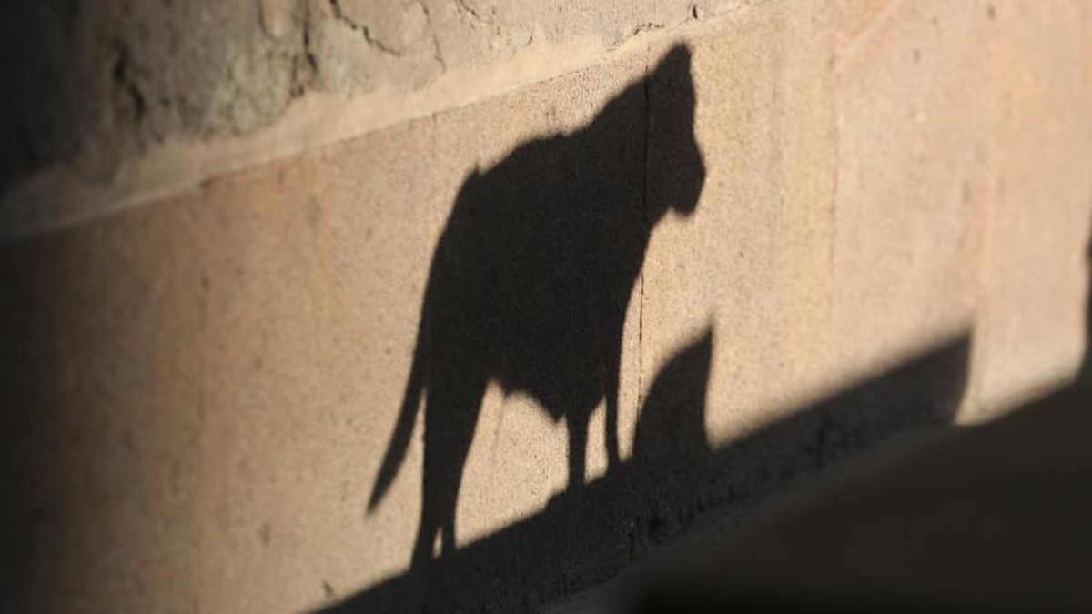 Perros Abandonados
