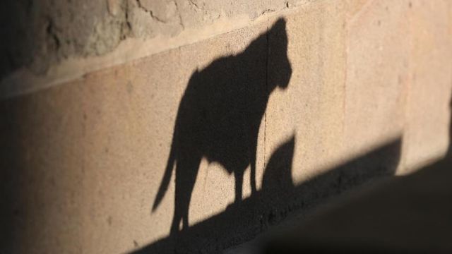 Perros Abandonados Perros Abandonados